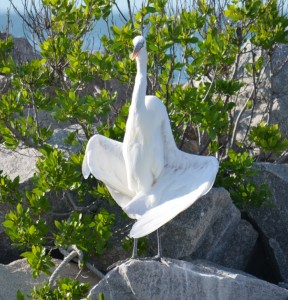 Bird Doing Yoga