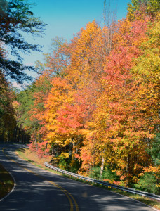 Road and Trees - GA