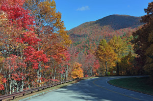 Road and Trees - NC