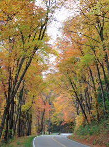 Road in the Great Smoky Mountains