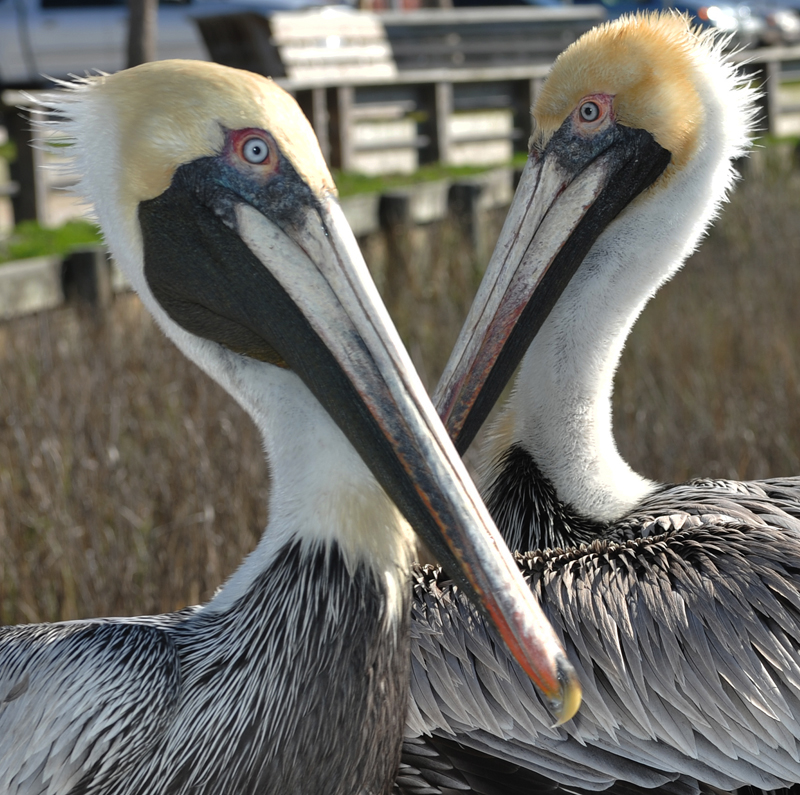 Florida - Amelia Island - Pelican Crossing