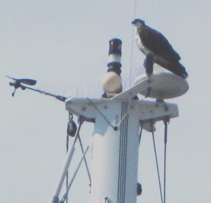 A rather bad picture of an osprey
