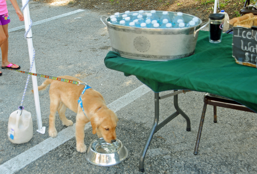Dog water = Free   -   People water = $1.00