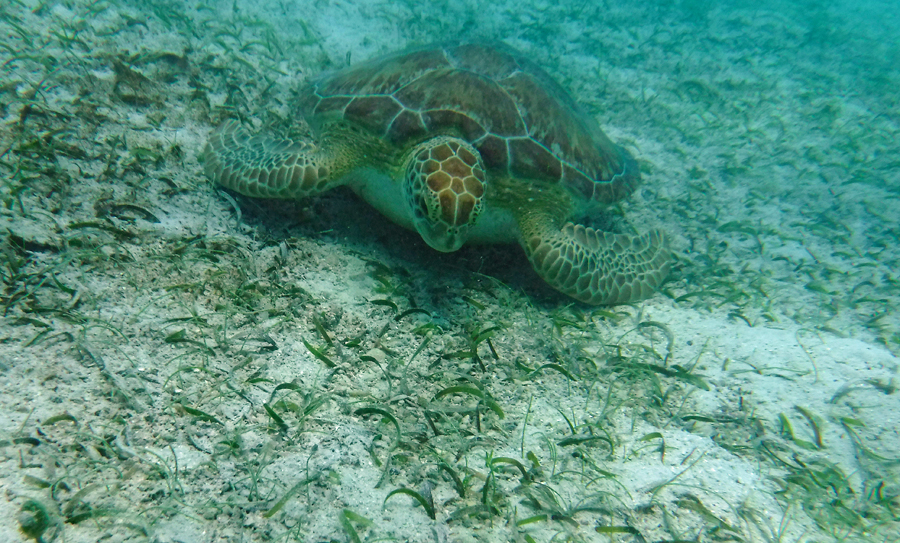 Turtles in Maho Bay St John