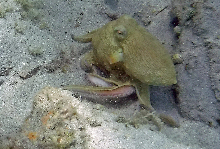 Octopus Maho Bay St John