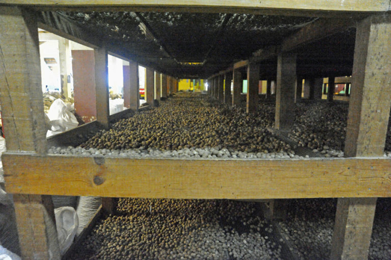 Nutmeg Processing Center drying racks Cream Puff Life's Sweet