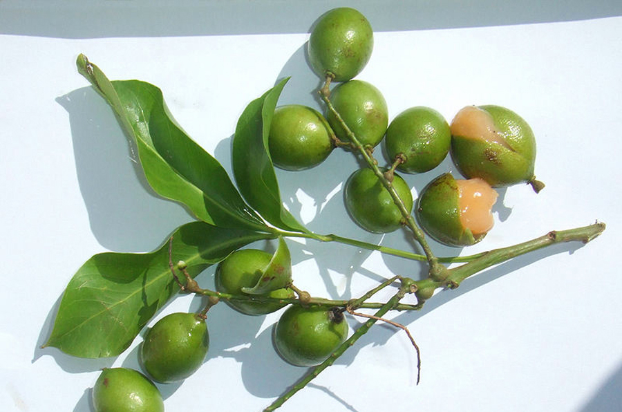 Skinup Fruit - Grenada