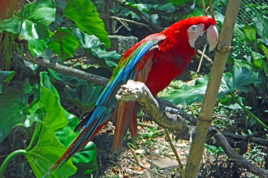 Zoo de Guadeloupe au Parc des Mamelles