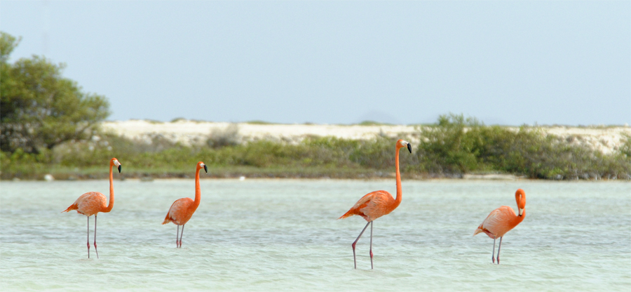 Bonaire Flamingos