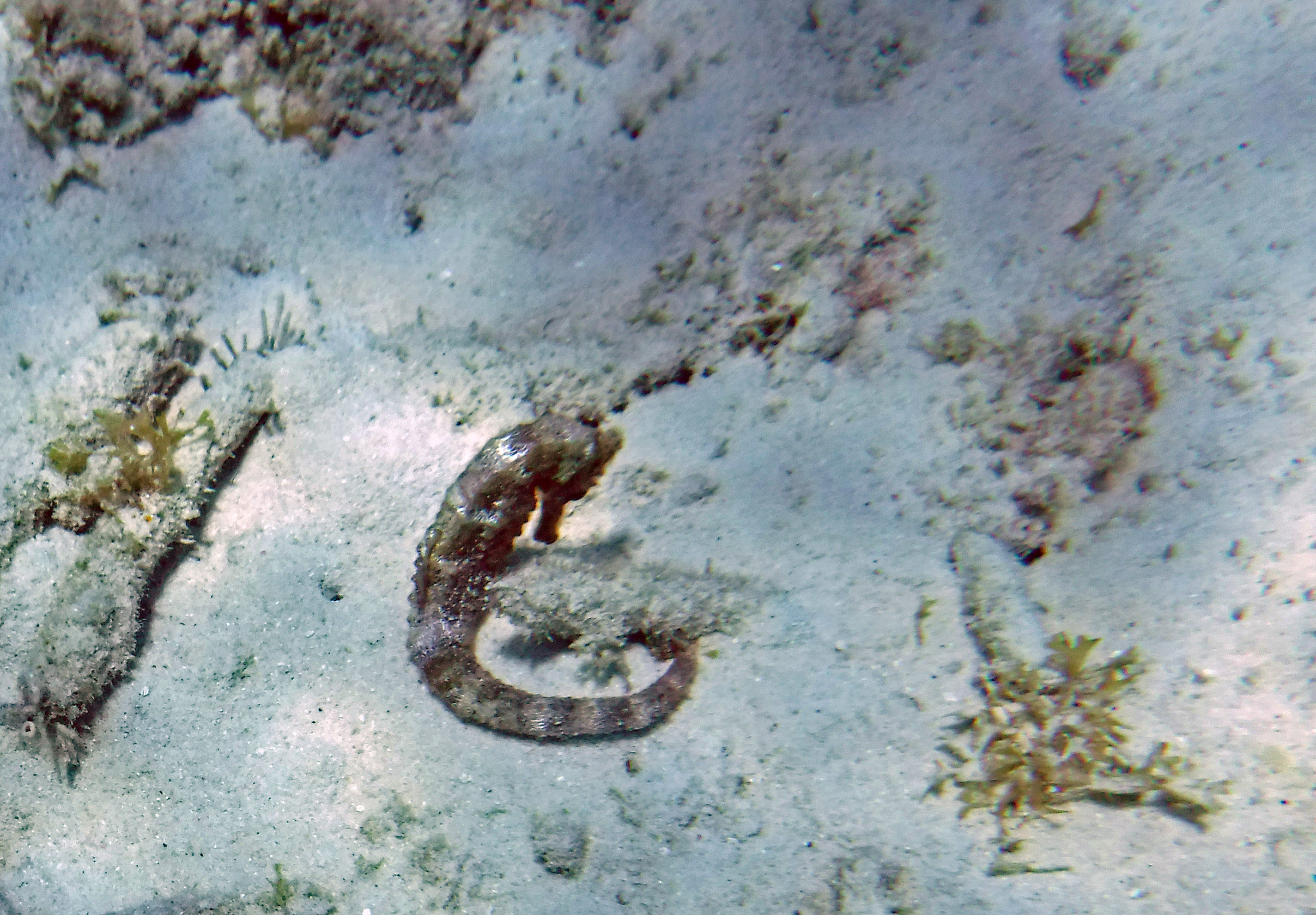 Spotting my very first sea horse. Not the best picture but I don't care. I saw sea horses!