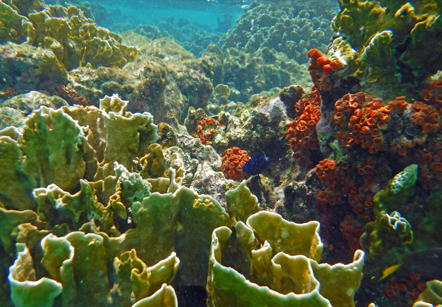 The reef of fire coral just below the surface 