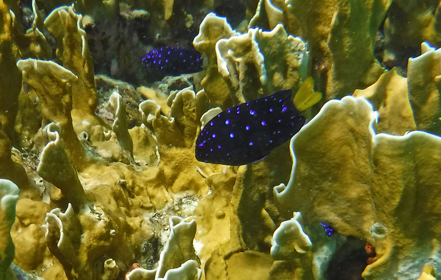 These Yellow Tail Damselfish are dark blue fish with bright neon dots are some my favorites