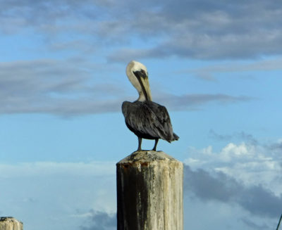Pelican on Pole. Palmas del Mar. May 2017 - Copy - Cream Puff - Life's ...