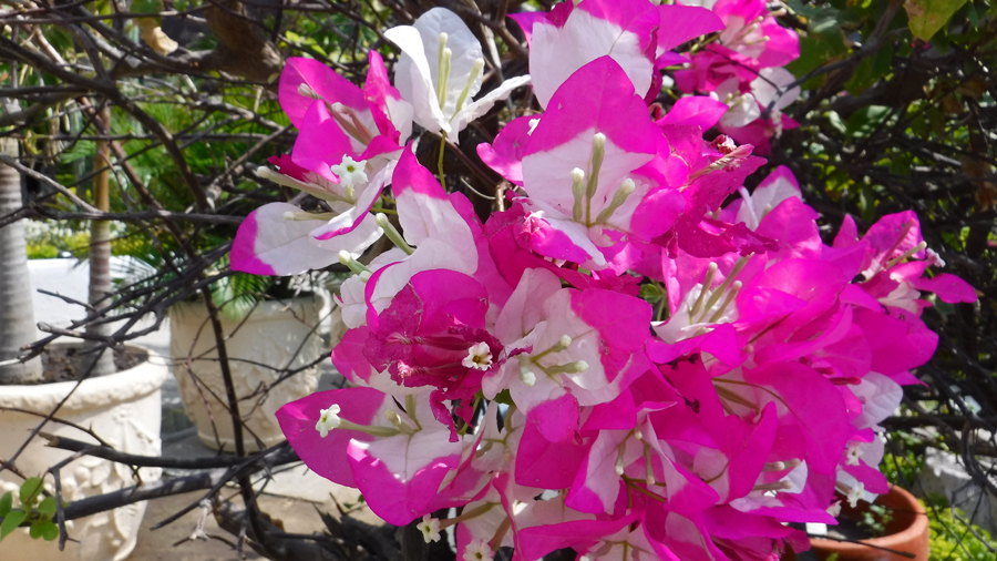 Awesome Variegated Bougainvillea