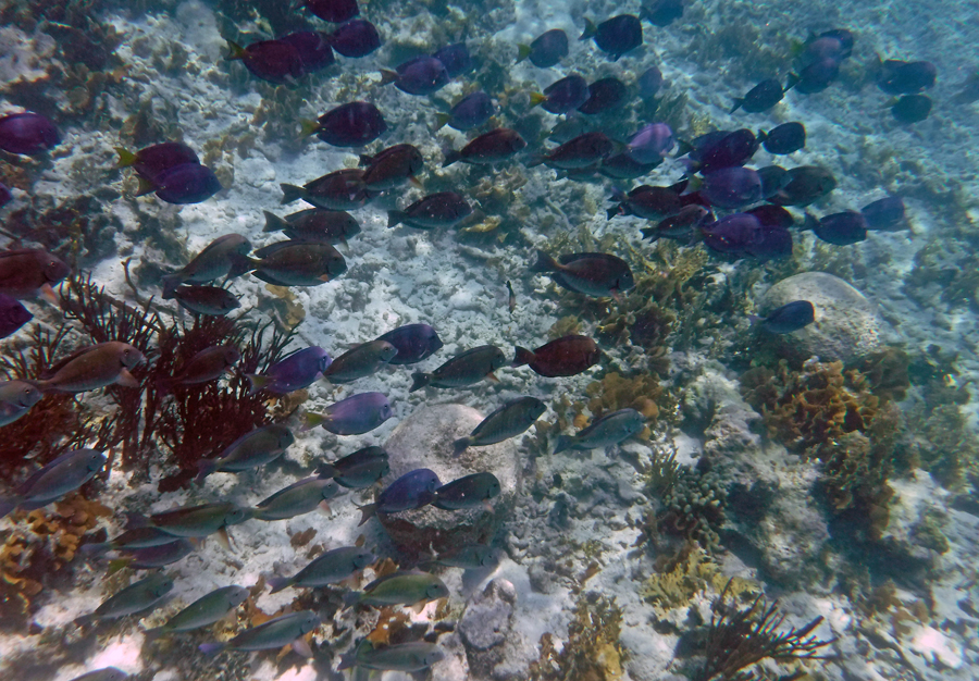 A school of blue tang fish swim by