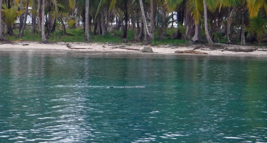 The croc swims along the shoreline
