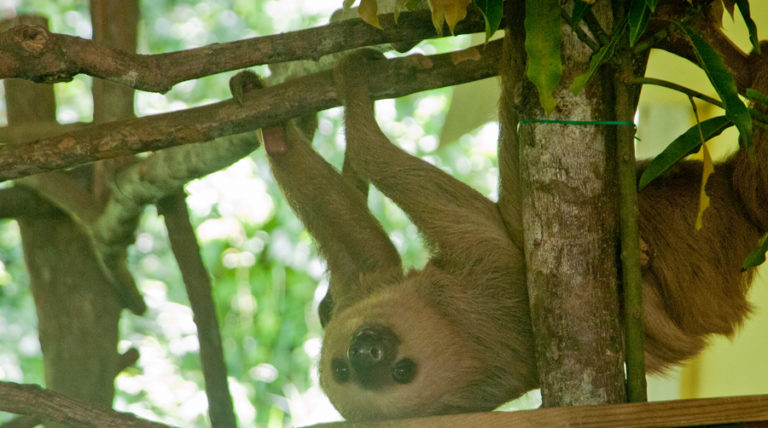 Sloths, Bus Stops and Air Conditioning - Cream Puff - Life's Sweet Treat