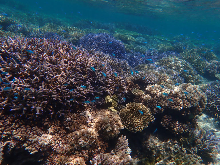 water clarity is amazing - Cream Puff - Life's Sweet Treat Cream Puff
